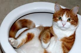 cat in toilet